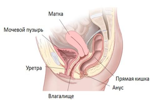 Аномалии развития женских половых органов